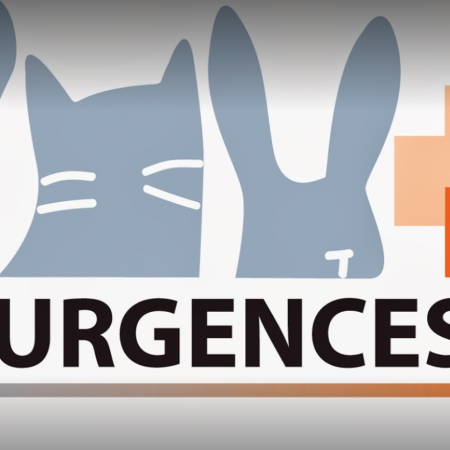 VET'URGENCES, Établissement vétérinaire à Montpellier 34000