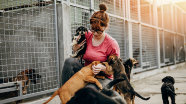 Comment s’engager pour la protection des animaux ?